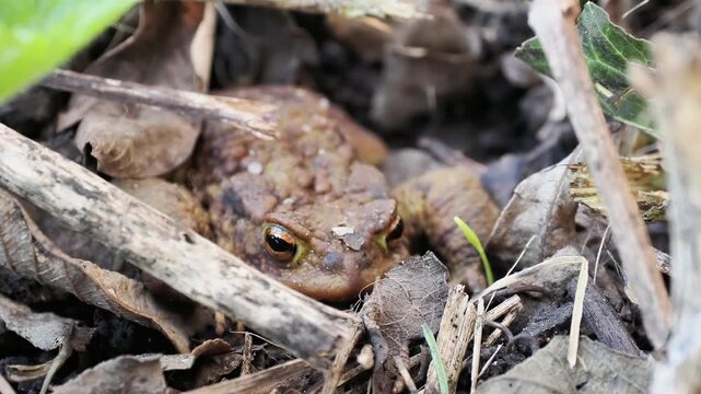 Crapaud commun (Bufo bufo) camoufl&eacute; dans la v&eacute;g&eacute;tation au sol, amphibien europ&eacute;en en milieu naturel, observation naturaliste
