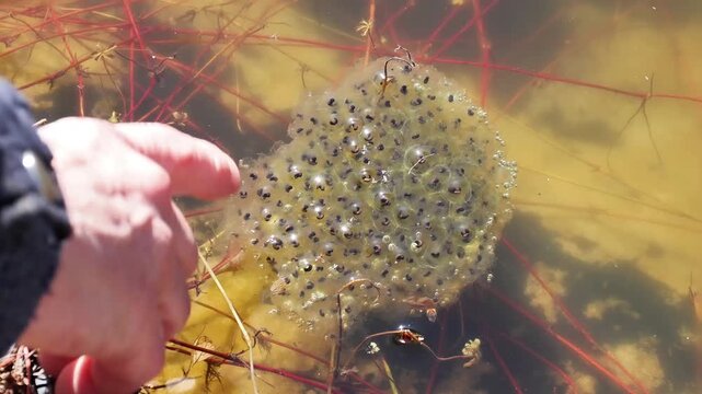 Rubans d&rsquo;&oelig;ufs de crapaud commun (Bufo bufo) en milieu aquatique, reproduction des amphibiens et observation naturaliste des pontes