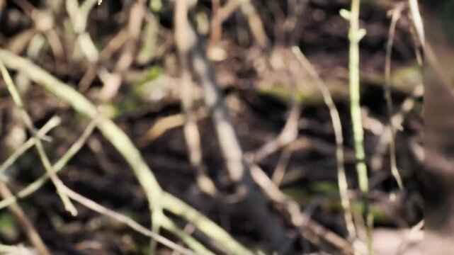 Crapaud commun (Bufo bufo) camoufl&eacute; dans la v&eacute;g&eacute;tation au sol, amphibien europ&eacute;en en milieu naturel, observation naturaliste
