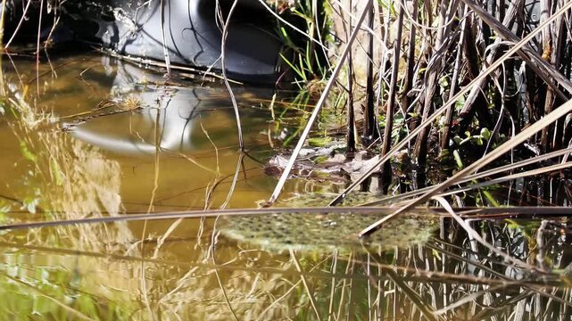 Rubans d&rsquo;&oelig;ufs de crapaud commun (Bufo bufo) en milieu aquatique, reproduction des amphibiens et observation naturaliste des pontes
