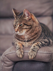 Handsome tabby cat with brown fur is relaxing on a brown color suede sofa. Pet is in fine physical and mental condition and well looked after.