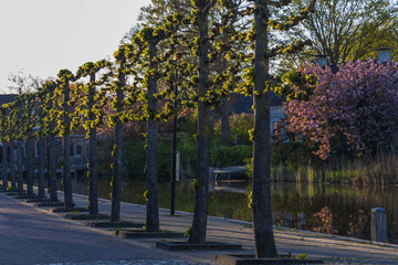 Alley of pollarded trees by a road in Bedum, illuminated by the setting sun. A pink flowering tree and canal in the background