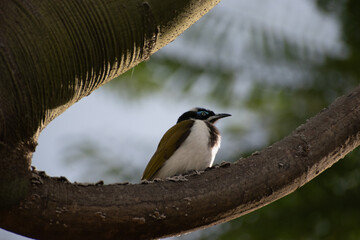 Bird in palm tree