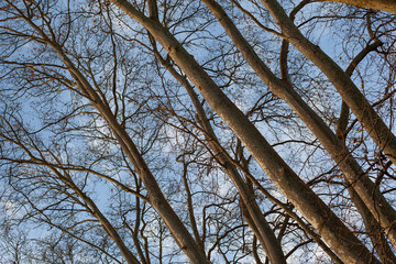 Trunks and branches background in winter