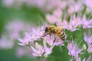 bee on pink flower © paula