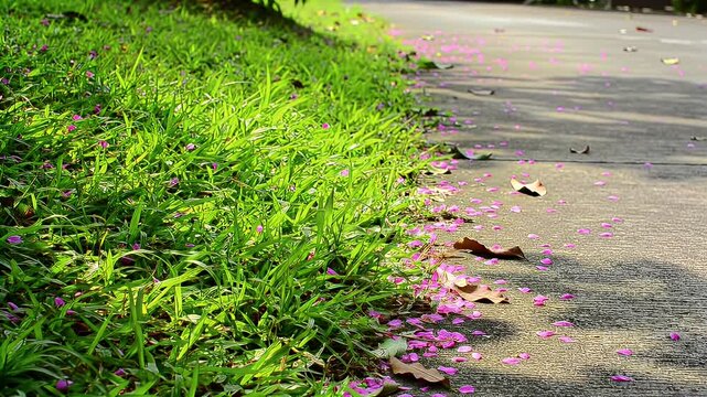 Lush green grass border along a sunlit concrete path scattered with delicate pink petals