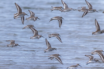 干潟を飛翔するハマシギの群れ