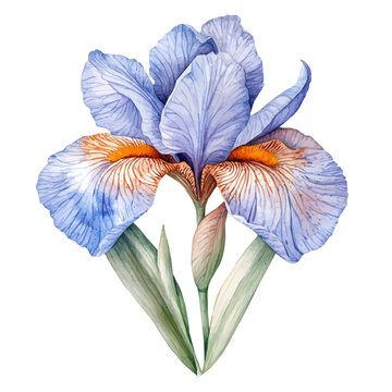 Dutch Iris Flower, delicate painting watercolor vector with vivid brush accents, isolated on a white background.