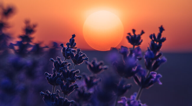 Lavender, sunset, nature. Purple flowers blooming in a serene field at golden hour. Warm evening light, natural beauty, copy space. - Powered by Adobe
