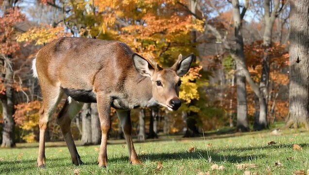 Ultra detailed 4K wildlife footage capturing Reeves&rsquo;s muntjac deer calmly feeding in sunlit woodland clearing filmed during late autumn or early winter in November highlighting peaceful forest