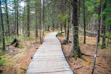 Fototapeta premium Wooden trail leading through forest to Blue Geyser Lake near Aktash Altai Russia. Nature path guiding visitors to volcanic lake