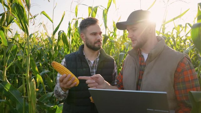 Two farmers inspecting corn cob harvest in field