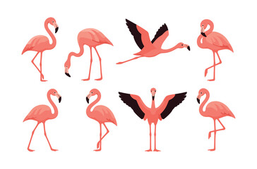 Obraz premium Flamingo poses collection, graceful birds, flat vector illustration in pink