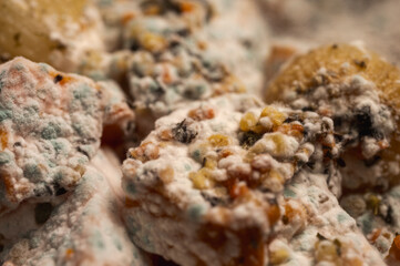 Macro texture of white mold growing on rotten pumpkin pieces. Close-up of fuzzy fungal spores on spoiled orange vegetable waste. Decomposition and bacteria concept