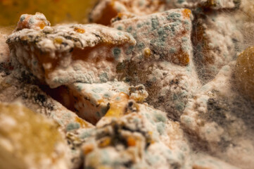 Macro texture of white mold growing on rotten pumpkin pieces. Close-up of fuzzy fungal spores on spoiled orange vegetable waste. Decomposition and bacteria concept