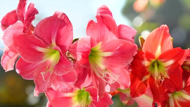 Amaryllis flowers blooming in a garden, pink and red Hippeastrum Reginae close up, bunch of beautiful spring Amaryllis, bulbous plant. Slow motion. 