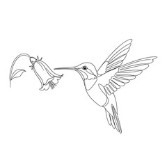 Naklejka premium A delightful line art illustration of a hummingbird approaching a bell-shaped flower