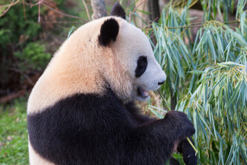Adorable giant panda sitting and eating bamboo