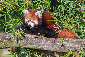 Adorable red panda eating bamboo in a tree