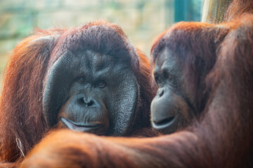 Portrait of a pair of bornean orangutans