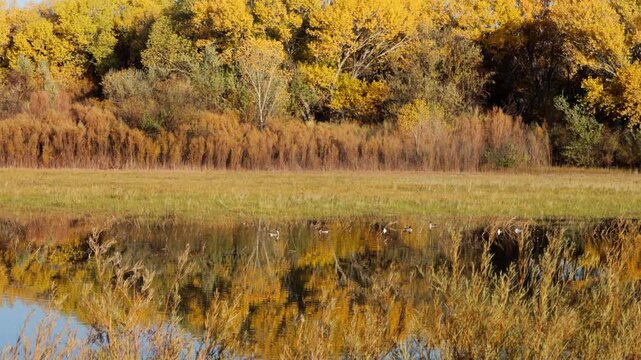 Scenic view of Bosque del Apache National Wildlife Refuge in autumn, with ducks, colorful trees, and reflections