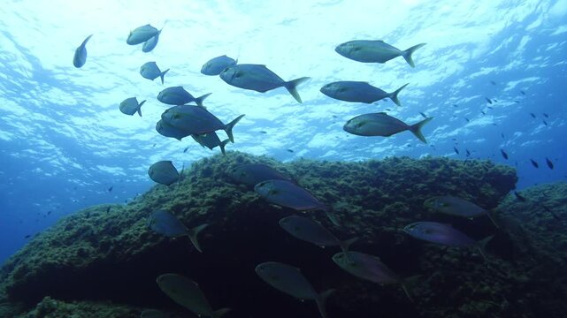 School of little jack fish in shallow water