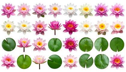 A collage of blooming water lilies and lily pads, arrayed against a stark black background