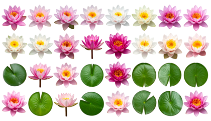 A collage of blooming water lilies and lily pads, arrayed against a stark black background