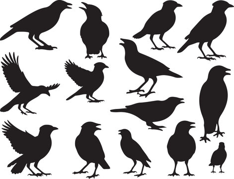 Myna Bird Silhouette