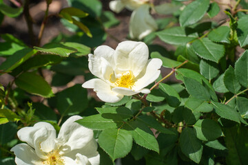 緑と白と黄色が調和する春のバラ