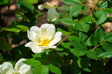 緑の中で映える白いバラ