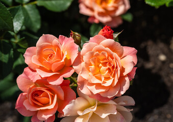 鮮やかなピンクで咲く初夏のバラ