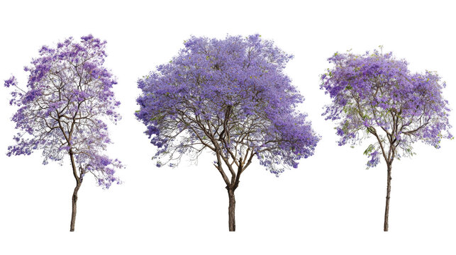 purple blooming jacaranda trees collection set