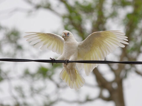 Little Corella (Cacatua sanguinea) coming in to land on a power cable with out of focus backlit tree in background