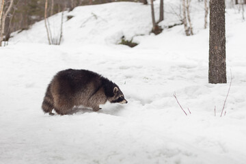 A raccoon walks through the snow in a winter forest, a furry wild animal,