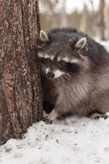 Portrait of a raccoon in the forest, the animal in its natural habitat, the raccoon peeking out from behind a tree