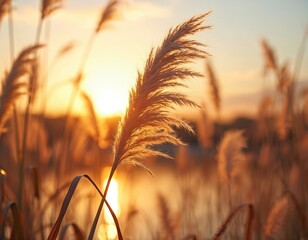 Golden pampas grass plumes glow in soft sunlight at sunset. Tall dry reeds sway gently in the breeze near water. Autumnal nature scene with warm light.