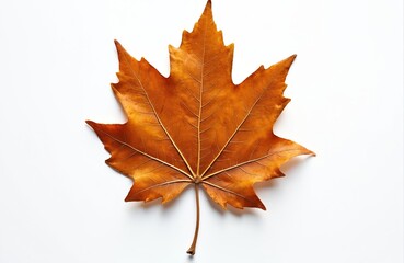 Fototapeta premium A large dried brown maple leaf isolated on a clean white background. This autumn symbol displays intricate veins and textured surface. Its fallen nature evokes seasonal change and natural decay.