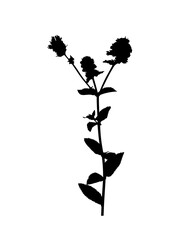 mint (Mentha) plant silhouette isolated on white background