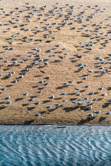 seagulls by the shore