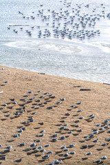 seagulls in the sea by the beach