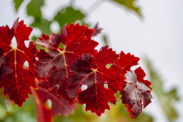 red vine leaves