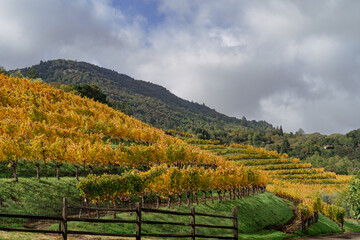 vineyard in autumn