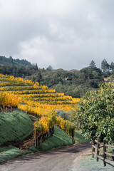 vineyard in autumn