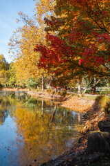 autumn in the park