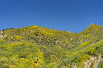 Wildflowers on the hillside in April. Ventura County, California. Red Mountain(Santa Ynez Mountains). coastal terrace. U.S. Route 101, or U.S. Highway 101 (US 101)
