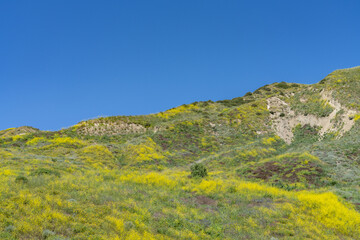 Wildflowers on the hillside in April. Ventura County, California. Red Mountain(Santa Ynez Mountains). coastal terrace. U.S. Route 101, or U.S. Highway 101 (US 101)
