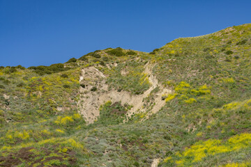 Wildflowers on the hillside in April. Ventura County, California. Red Mountain(Santa Ynez Mountains). coastal terrace. U.S. Route 101, or U.S. Highway 101 (US 101)
