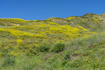 Wildflowers on the hillside in April. Ventura County, California. Red Mountain(Santa Ynez Mountains). coastal terrace. U.S. Route 101, or U.S. Highway 101 (US 101)
