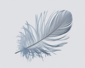 Obraz premium Light Feather Isolated on White Background